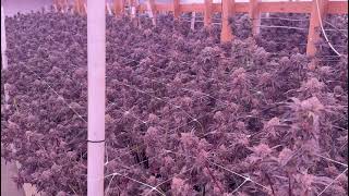 supremegrowlight good led