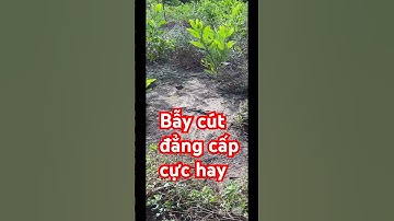 Cận cảnh bẫy chim cút #baychimcutrung