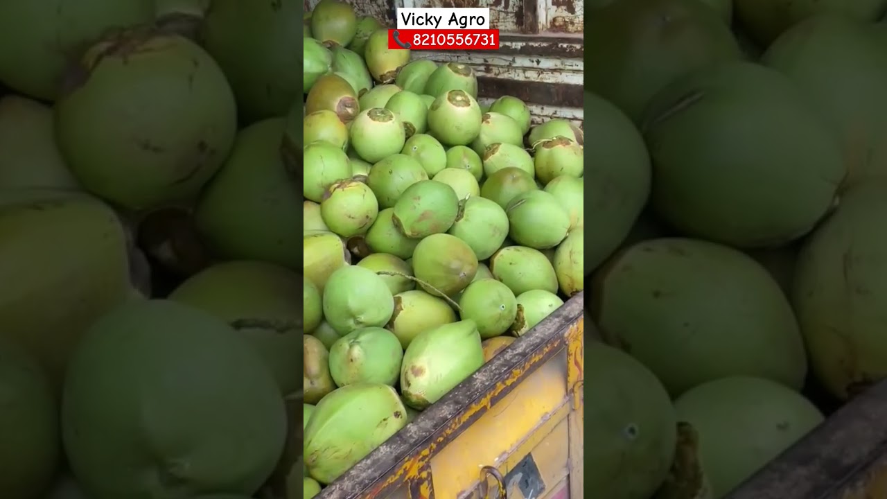 A Grade Srikakulam Tender Coconut Available Call Us For Wholesale Business,