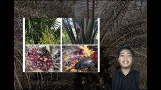 Agr464 Presentation - Major Insect Pest In Oil Palm Plantation Rhinoceros Beetle