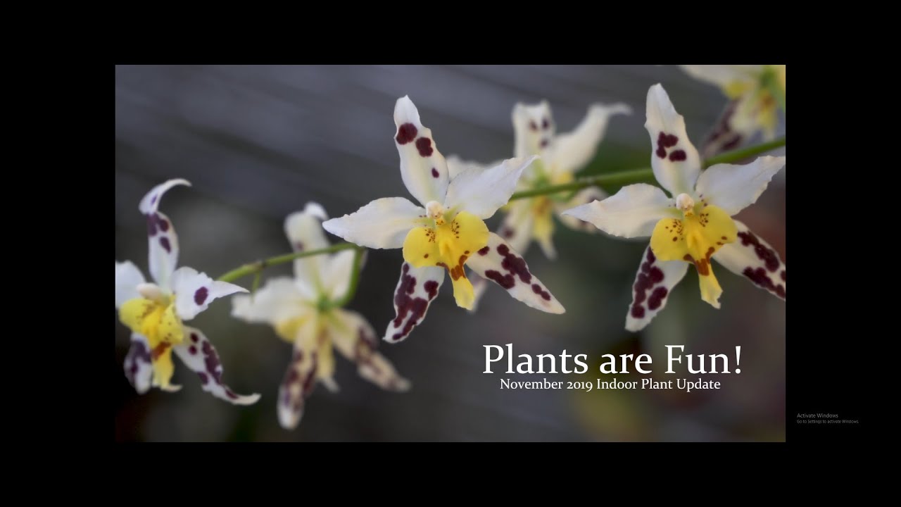 Plants are Fun! November 2019 Indoor Orchids and Butterworts 