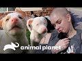 Los cachorros más lindos | Amanda al rescate | Animal Planet