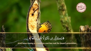 القارئ عبدالباسط عبدالصمد سورة العنكبوت الآية 60 - وكأين من دابة لا تحمل رزقها الله يرزقها وإياكم