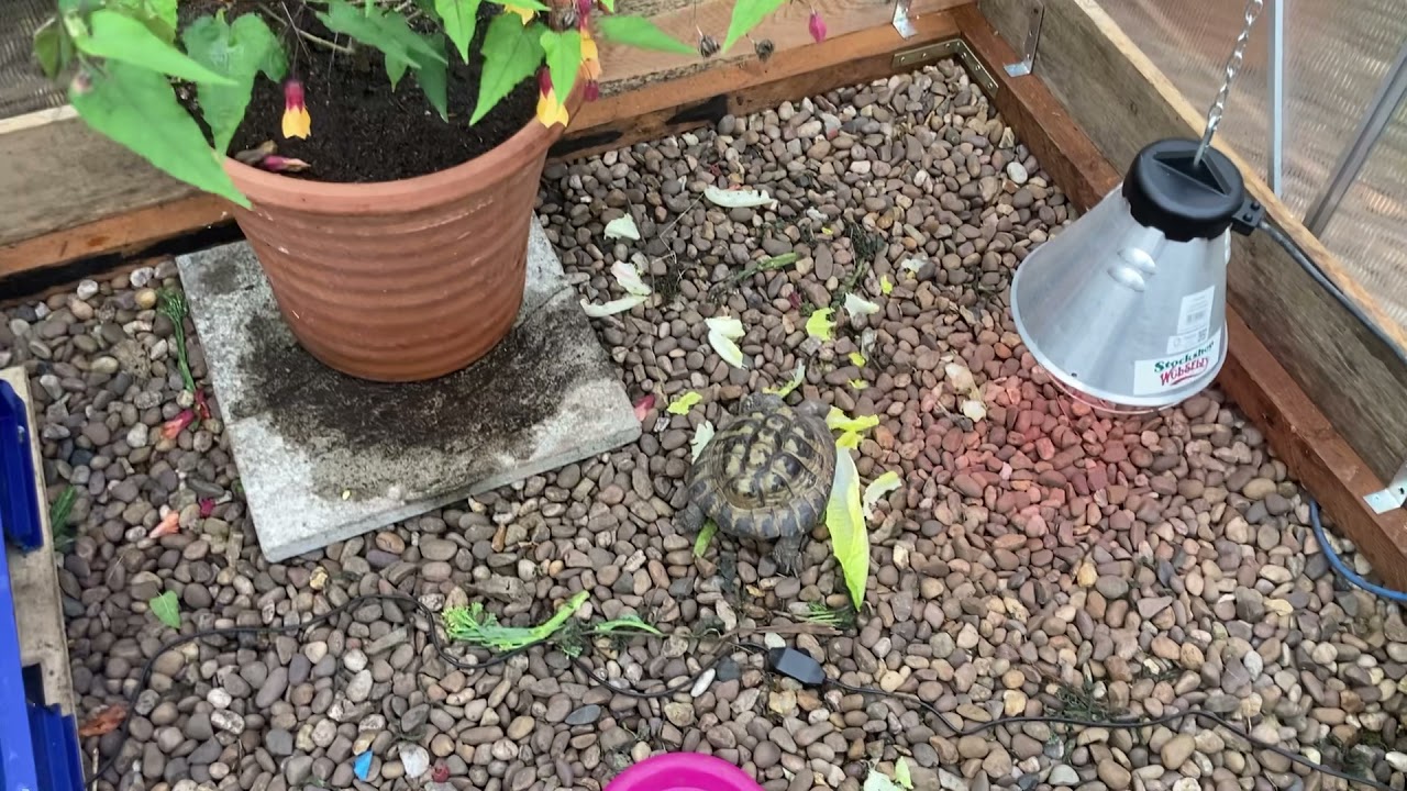 My greenhouse set up for tortoises