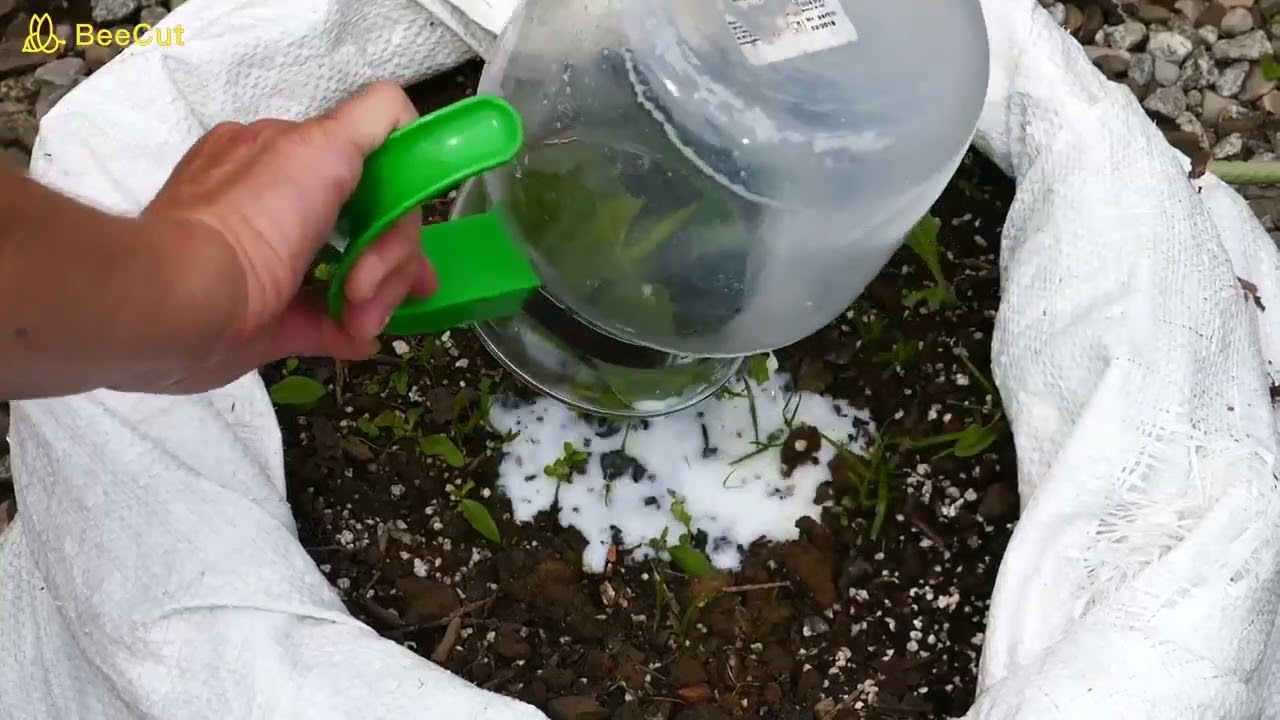 Mleko doskonały nawóz i oprysk przeciw mączniakowi prawdziwemu od dawna stosowany w ogrodnictwie.