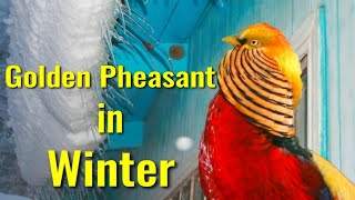 Golden Pheasant in Winter / Kazakhstan by Rinat Sib 3,614 views 2 years ago 2 minutes, 5 seconds