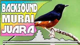 Backsound Masteran Murai Batu Cianjur Juara Nasional No Copyright Sound Teguh Audio Free