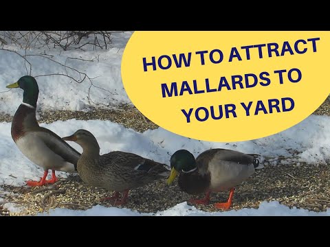 How to Attract Mallard Ducks to Your Yard