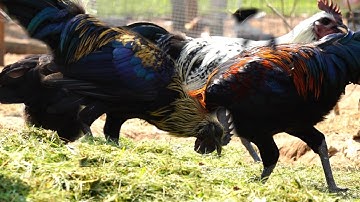 Hmong Black Meat Chicken / Qaib Hmoob Dub Nqaij 2020