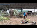 กินมะพร้าว2ลูก⚠️ภาระกิจเอาลูกให้เจ้😄ชื่นใจหลุด🤣,elephant
