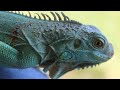 الاغوانا الخضراء او الاجوانا بتاكل ايه وازاي تربيها في البيت الاجوانا الخضراء Green Iguana 
