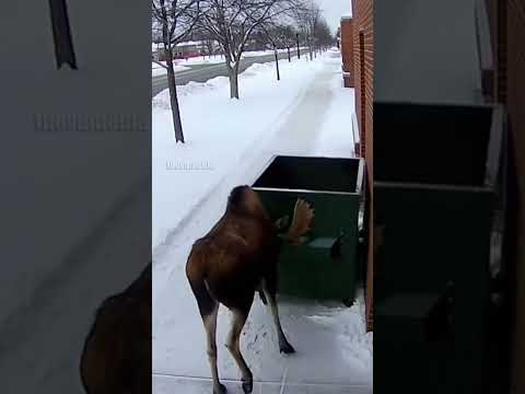 Man Trapped in Dumpster by Angry Moose!