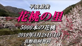2019.4.28 『花桃の里』平成最後の 桃源郷 「日本一 5000本の花 ...