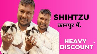 SHIHTZU DOG KANPUR | FULLFY DOG IN SHIHTZU LUCKNOW | KANPUR PET SHOP by SALONI PET SHOP KANPUR 174 views 1 month ago 4 minutes, 11 seconds
