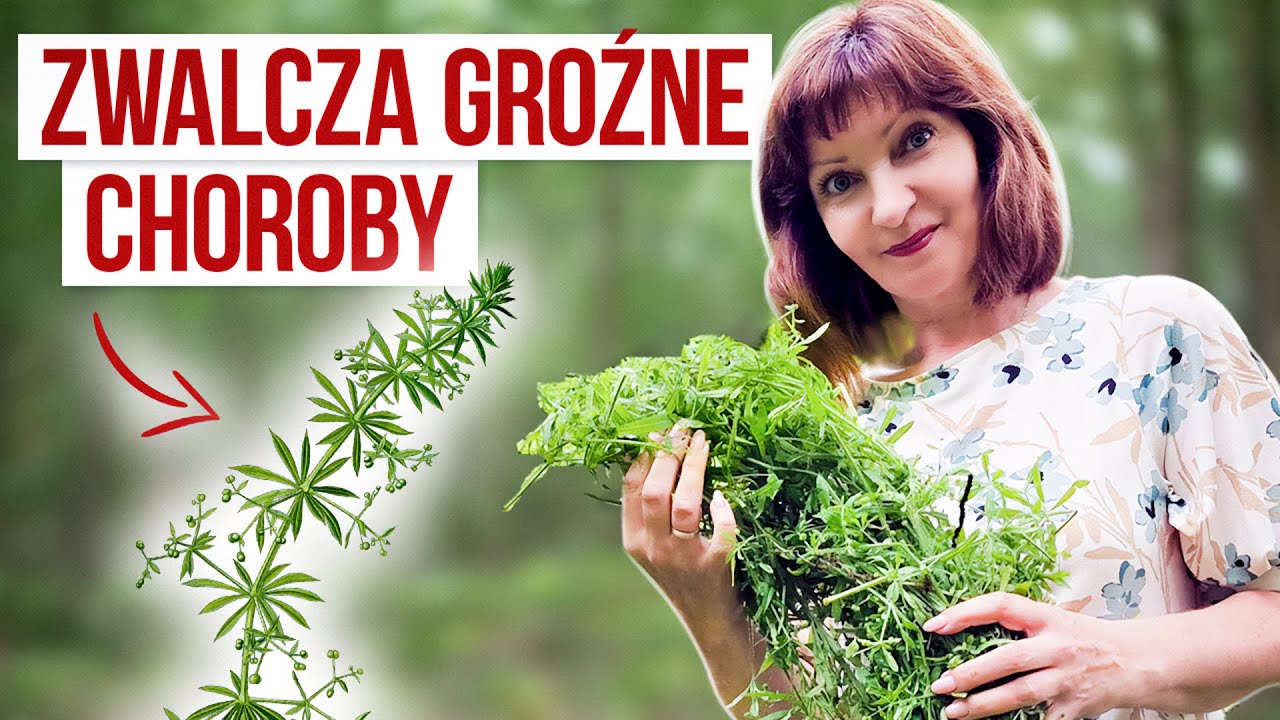 PRZYTULIA CZEPNA- zwalcza groźne choroby. Właściwości i sposoby stosowania.