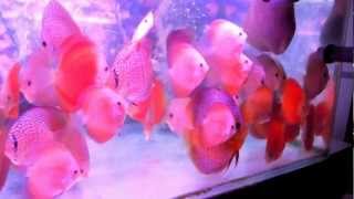 sunny discus in hong kong china discus aquarium fish farm 七彩神仙魚 (旭日水族)