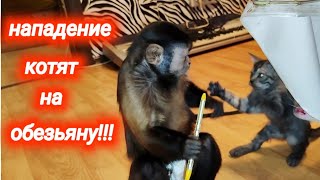 Нападение котят на маленькую домашнюю обезьянку Алексу!