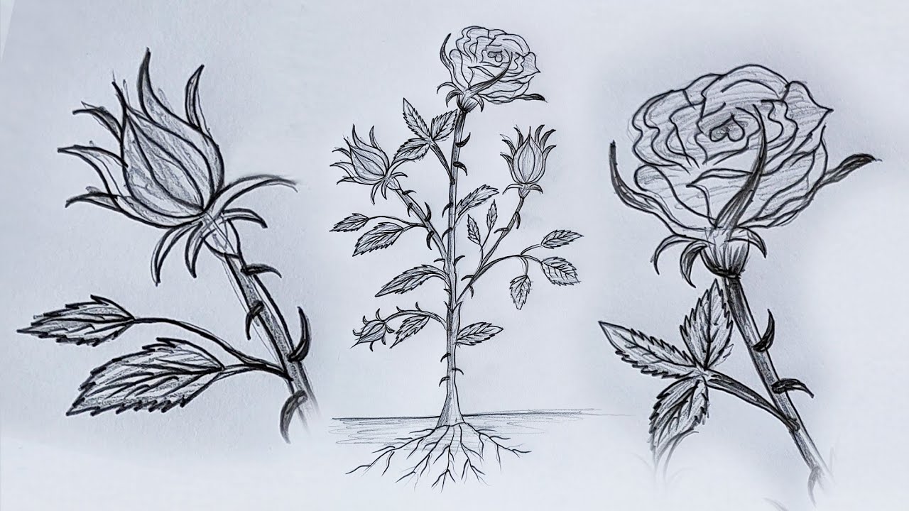 Botanical sketchbook A note on plant drawing  Anna Farba Illustration