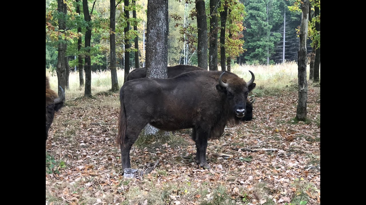 Bornholm’s Bison Denmark Summer 2016 YouTube