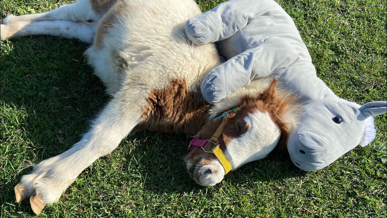 Each mother horse has a different educational approach! What kind
