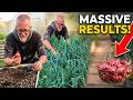 Growing Red Shallots At Home - Planting Through Harvesting