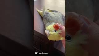 Милая Птичка Пришла Чесаться 🐥