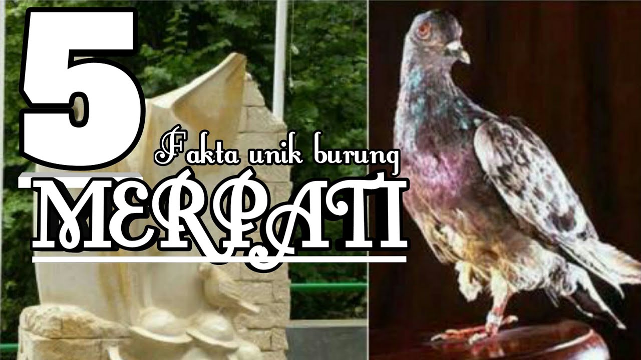 5 fakta unik burung merpati YouTube