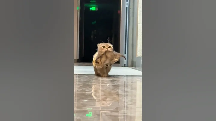 Video 9749151: cats kucing pet, rescue kitten, compilation funny kitten