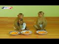 Monkey Eat Fruits | Little Kako With Luna And Tiny Olly Enjoying Fruits