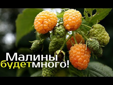 Лучшая подкормка для