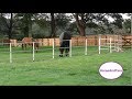 What happens when a Friesian horse lets himself out of his stable.  Preparing for a foal. Part 1