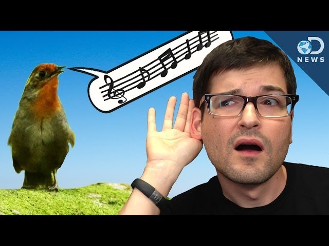 Where Did Music Come From?