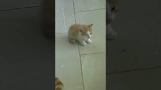 1 month old Leorio 🤍