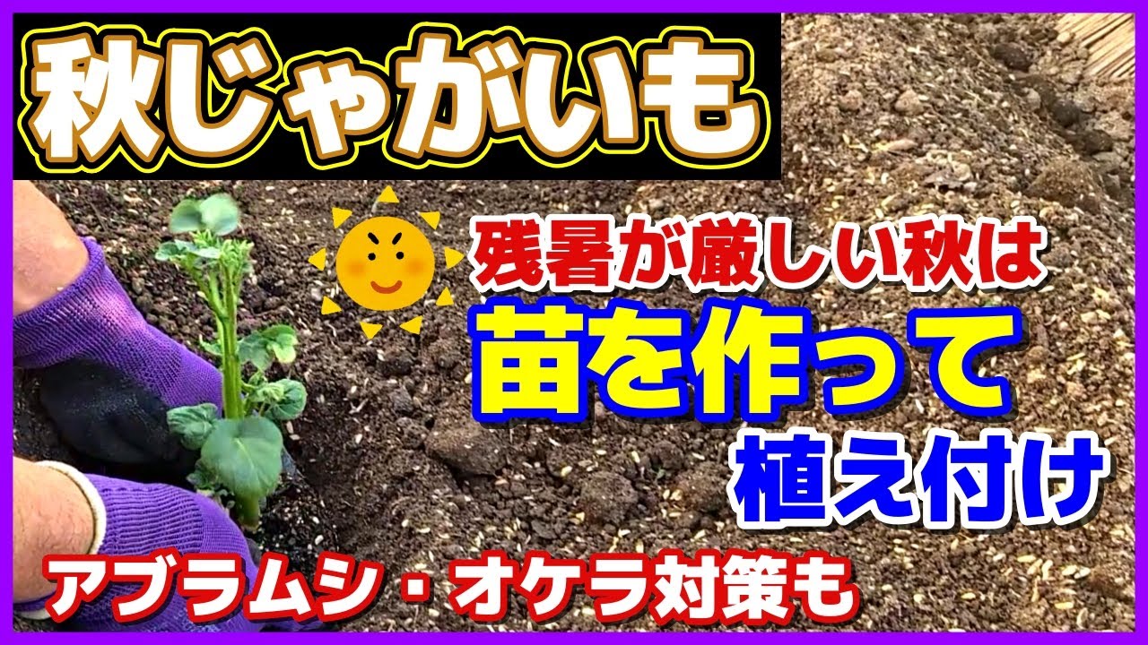 【秋じゃがいも】残暑が厳しい秋は苗を作って植え付け／苗作りのコツ／アブラムシ対策のニームオイルのいつもと違うやり方／オケラ対策／デストロイヤーことグランドペチカ（グラウンドペチカ）じゃが芋・ジャガイモ