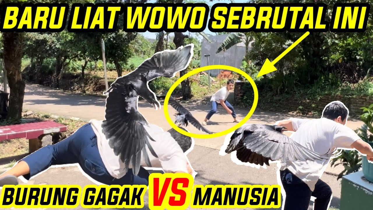 BURUNG GAGAK WOWO BARU KELUAR KANDANG LANGSUNG NYERANG ORANG