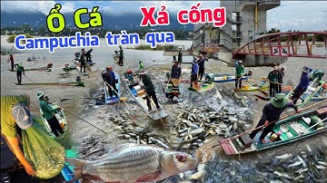 LŨ TRÀN XẢ ĐẬP hàng tấn cá từ Campuchia tràn qua đồng Tha La cả xóm tranh thủ vớt cá