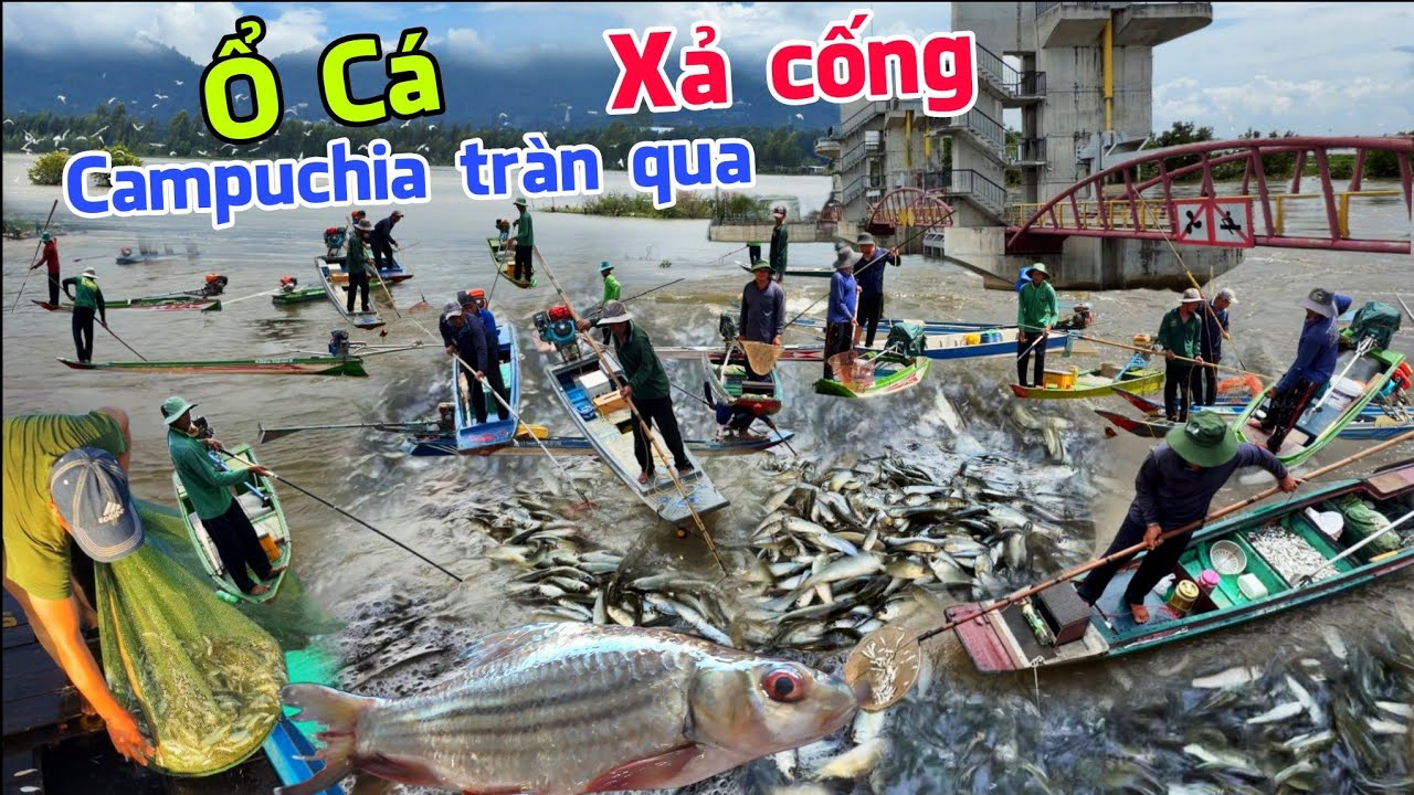 LŨ TRÀN XẢ ĐẬP hàng tấn cá từ Campuchia tràn qua đồng Tha La cả xóm tranh thủ vớt cá