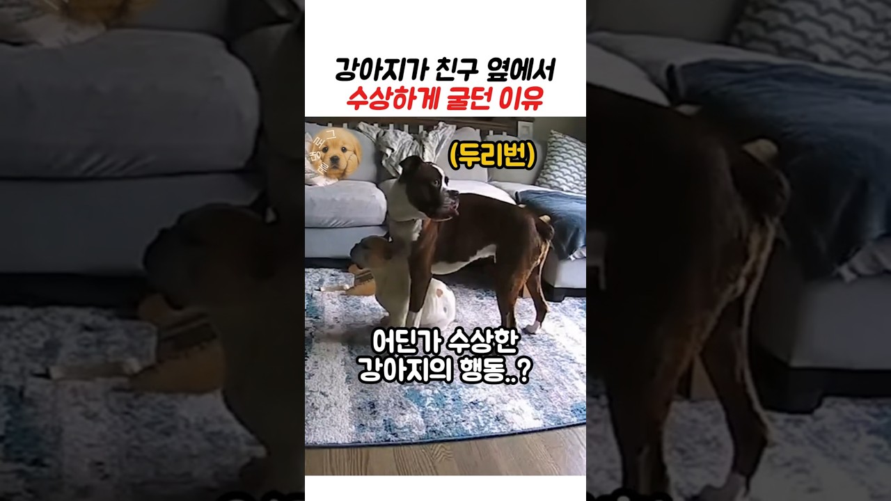 강아지가 친구 옆에서 수상하게 굴던 이유 #강아지 #동물