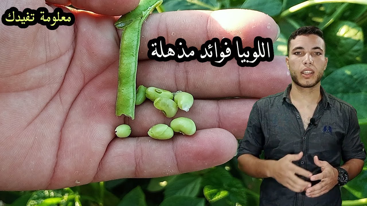 فوائد اللوبيا تفوق الخيال واهم الامراض التى تعالجها اللوبيا صيدلية !!