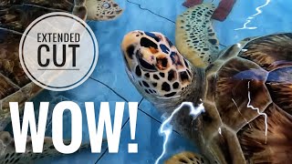 Saving the Green Sea Turtle at the Pusat Ikan Hiasan EXTENDED (Port Dickson Ornamental Fish Centre)