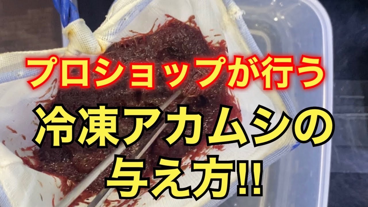 餌やり 店においての冷凍赤虫 アカムシ の与え方 Youtube