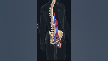 Urinary system 3d animation videos||Kidney 3d ||Excretory system 3d videos ||Human Physiology#shorts