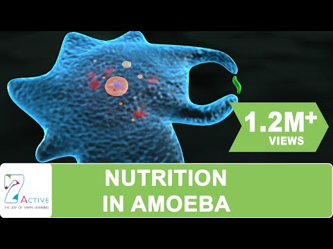 Video: Ano ang mga amoeboid cells sa mga espongha?