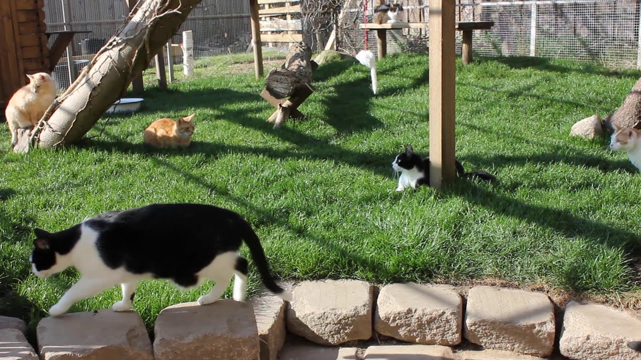 Spaß im Katzengarten 1 - April 2020