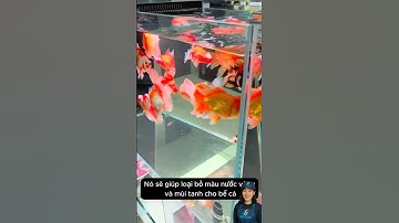 Loại bỏ màu nước vàng và mùi tanh của bể cá với túi hạt lọc nước #aquarium #youtubeshorts