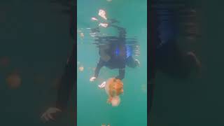 Ubur-Ubur Danau Kakaban #explorederawan