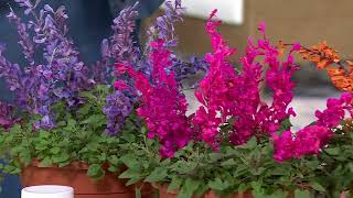 3 Tanaman Hidup Tricolor Hummingbird Mint dari Cottage Farms di QVC screenshot 2