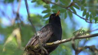 Download Lagu Musik Piano Relaksasi Terbaik suara burung Dengan Alam, Meditasi & Relaksasi
