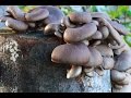 Выращивание грибов, выращиваем грибы вешенка на пнях