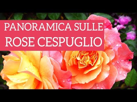 Video: Rose in miniatura: una panoramica di varietà, caratteristiche di coltivazione e cura